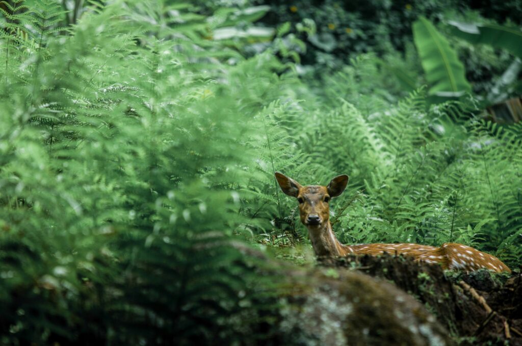 Bild eines Rehs im Wald zwischen Farnen, schaut verdutzt in die Kamera